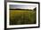 Sudan Grass Is Used as a Cover Crop, Northampton, Massachusetts-Jerry & Marcy Monkman-Framed Photographic Print