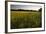 Sudan Grass Is Used as a Cover Crop, Northampton, Massachusetts-Jerry & Marcy Monkman-Framed Photographic Print