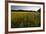 Sudan Grass Is Used as a Cover Crop, Northampton, Massachusetts-Jerry & Marcy Monkman-Framed Photographic Print