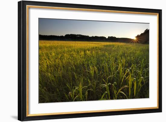 Sudan Grass Is Used as a Cover Crop, Northampton, Massachusetts-Jerry & Marcy Monkman-Framed Photographic Print