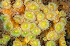 Yellow zoanthids, Poor Knights Islands, New Zealand-Sue Daly-Photographic Print