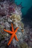 Red Sea Star (Echinaster Sepositus) and Bryozoans Fauna. Channel Islands, UK July-Sue Daly-Framed Premier Image Canvas