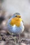 Robin (Erithacus rubecula). Sark, British Channel Islands-Sue Daly-Photographic Print