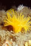 Yellow cave coral off Sark, Channel Isles, UK-Sue Daly-Photographic Print
