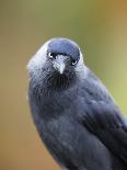 Black and grey bird looking-Sue Demetriou-Photographic Print