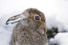 Cute mountain hare looking coy, close up-Sue Demetriou-Photographic Print