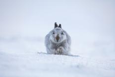 Cute mountain hare looking coy, close up-Sue Demetriou-Photographic Print