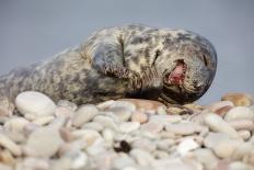 Laughing seal on pebbled beach, young seal cute-Sue Demetriou-Photographic Print