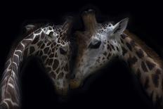 Two Giraffes, heads together, close up-Sue Demetriou-Photographic Print