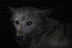 Wolf eyes on black-Sue Demetriou-Photographic Print