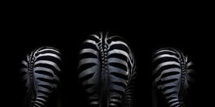 Zebra bootaligious bottoms on black-Sue Demetriou-Photographic Print