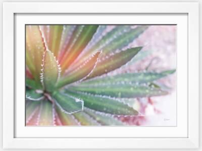 aloe vera schildkröten Aloe Vera (echte Aloe) main image 1