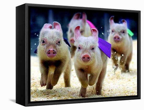 Sue Wee Pig Races-null-Framed Premier Image Canvas