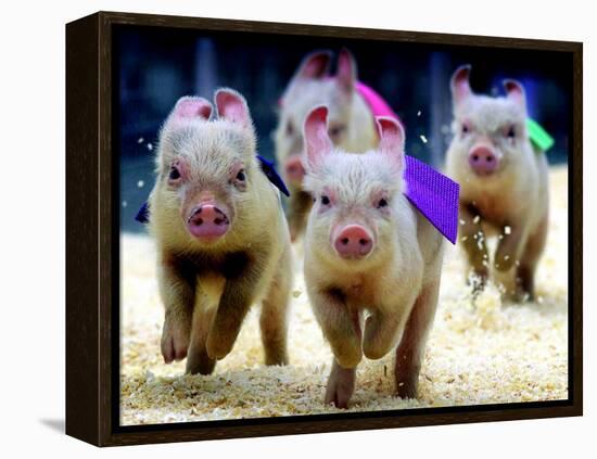 Sue Wee Pig Races-null-Framed Premier Image Canvas