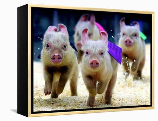 Sue Wee Pig Races-null-Framed Premier Image Canvas