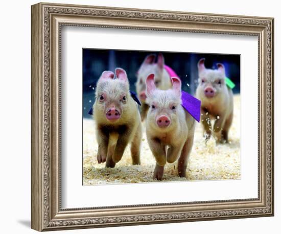 Sue Wee Pig Races-null-Framed Photographic Print