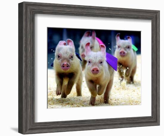 Sue Wee Pig Races-null-Framed Photographic Print