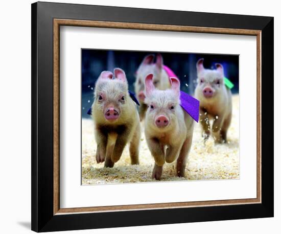 Sue Wee Pig Races-null-Framed Photographic Print