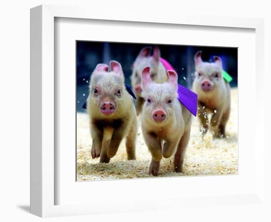 Sue Wee Pig Races-null-Framed Photographic Print