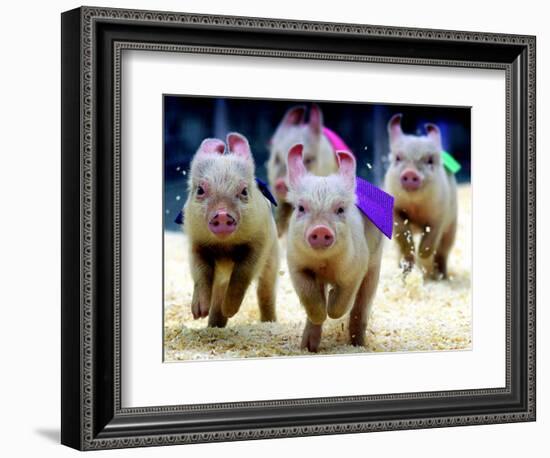 Sue Wee Pig Races-null-Framed Photographic Print