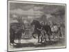 Suffolk Cart-Horses at the Exhibition of the Royal Agricultural Society at Bury St Edmunds-Samuel John Carter-Mounted Giclee Print