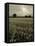 Suffolk Field-Tim Kahane-Framed Premier Image Canvas