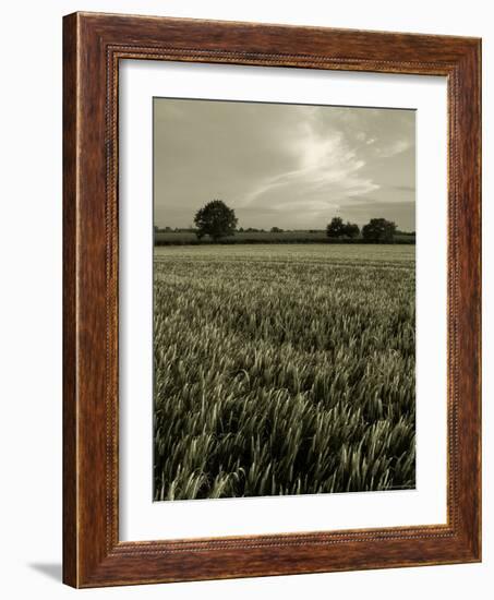 Suffolk Field-Tim Kahane-Framed Photographic Print