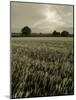 Suffolk Field-Tim Kahane-Mounted Photographic Print