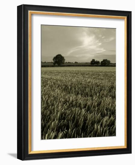 Suffolk Field-Tim Kahane-Framed Photographic Print