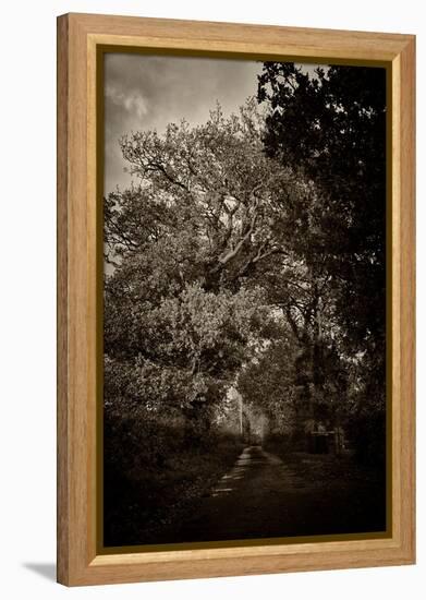 Suffolk Oak Trees-Tim Kahane-Framed Premier Image Canvas