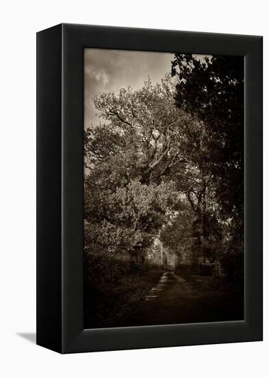 Suffolk Oak Trees-Tim Kahane-Framed Premier Image Canvas