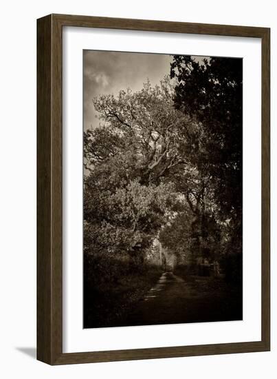 Suffolk Oak Trees-Tim Kahane-Framed Photographic Print