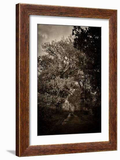 Suffolk Oak Trees-Tim Kahane-Framed Photographic Print