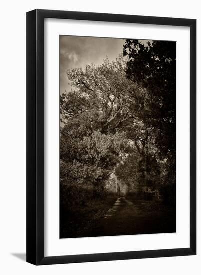 Suffolk Oak Trees-Tim Kahane-Framed Photographic Print