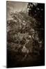 Suffolk Oak Trees-Tim Kahane-Mounted Photographic Print