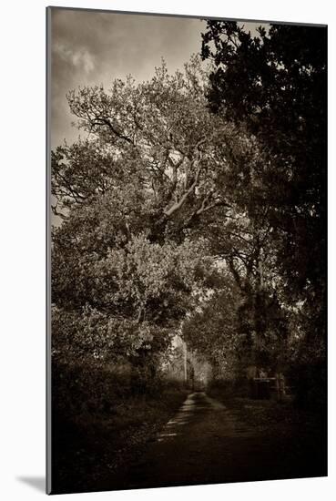 Suffolk Oak Trees-Tim Kahane-Mounted Photographic Print