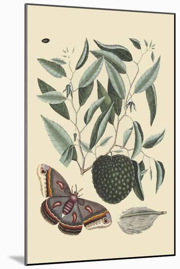 Sugar Apple and Carolina Moth-Mark Catesby-Mounted Art Print