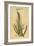 Sugar Cane, 1597-John Gerard-Framed Giclee Print