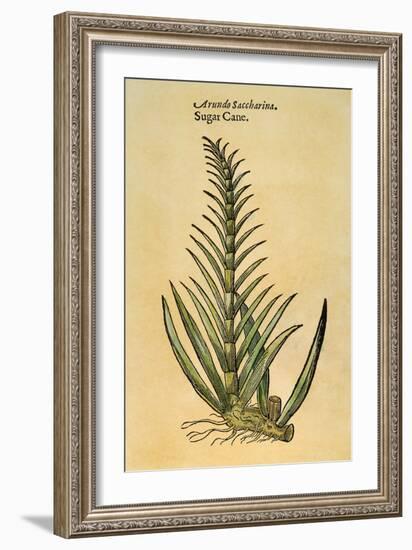 Sugar Cane, 1597-John Gerard-Framed Giclee Print