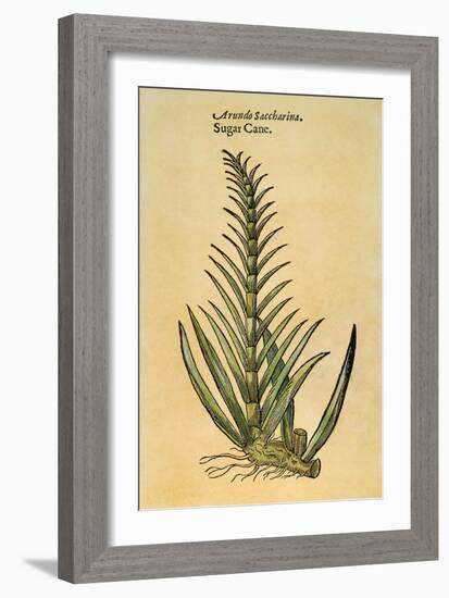 Sugar Cane, 1597-John Gerard-Framed Giclee Print
