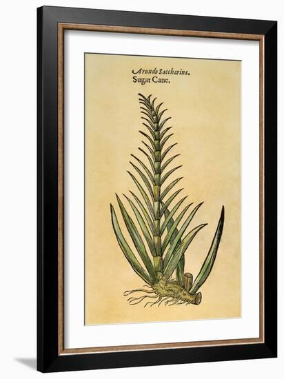 Sugar Cane, 1597-John Gerard-Framed Giclee Print