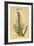 Sugar Cane, 1597-John Gerard-Framed Giclee Print