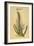 Sugar Cane, 1597-John Gerard-Framed Giclee Print