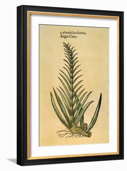 Sugar Cane, 1597-John Gerard-Framed Giclee Print