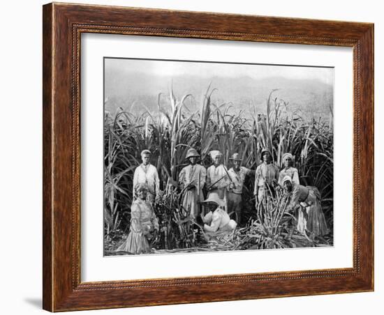 Sugar Cane Cutters, Jamaica, C1905-Adolphe & Son Duperly-Framed Giclee Print