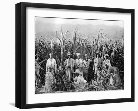 Sugar Cane Cutters, Jamaica, C1905-Adolphe & Son Duperly-Framed Giclee Print