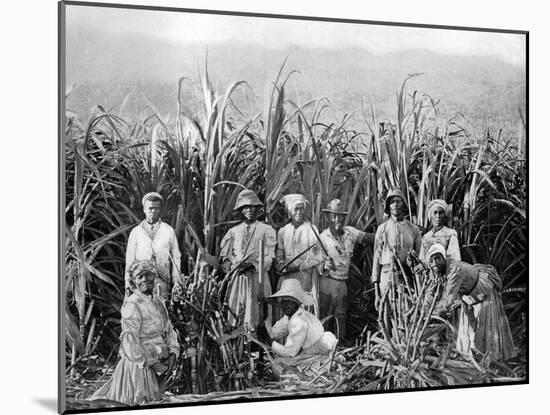 Sugar Cane Cutters, Jamaica, C1905-Adolphe & Son Duperly-Mounted Giclee Print