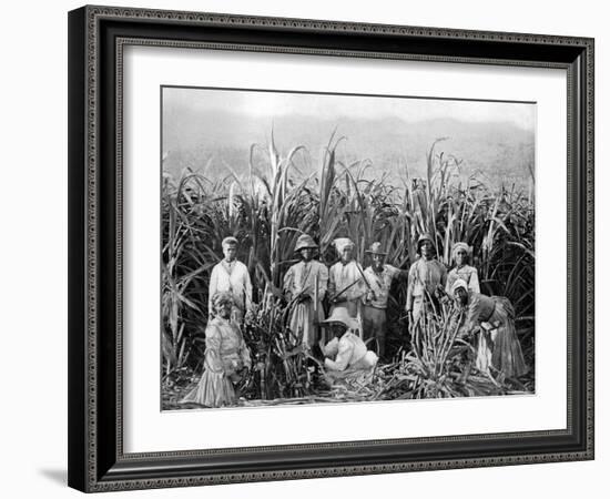 Sugar Cane Cutters, Jamaica, C1905-Adolphe & Son Duperly-Framed Giclee Print