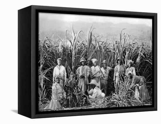 Sugar Cane Cutters, Jamaica, C1905-Adolphe & Son Duperly-Framed Premier Image Canvas