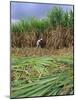 Sugar Cane Cutting by Hand, Reunion Island, Indian Ocean-Sylvain Grandadam-Mounted Photographic Print